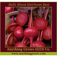 Beet - Bulls Blood - Organic